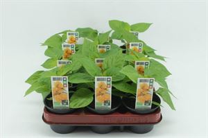 Bild von Surin. Peper Geel Bio